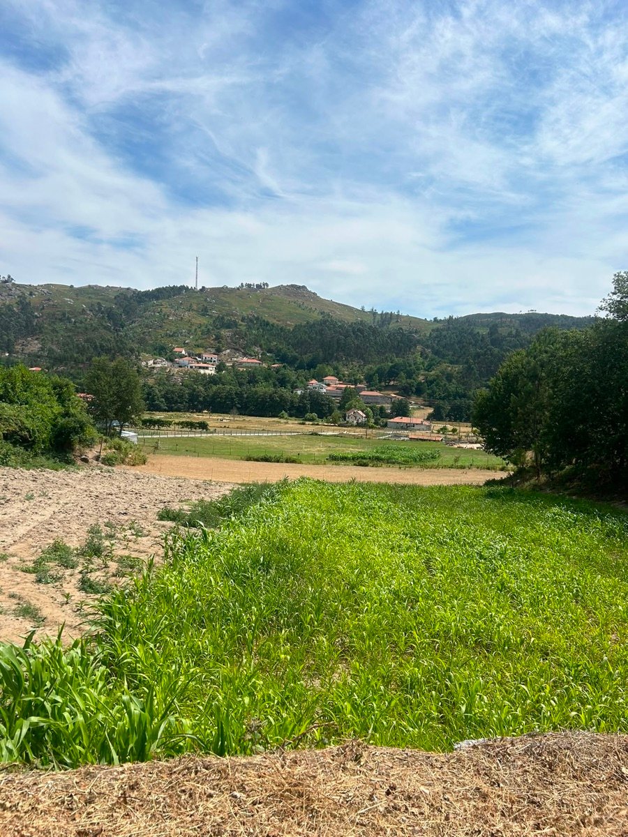 Maize growing on the village fields, with the mountainside beyond