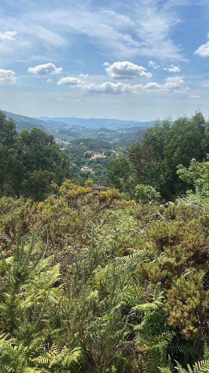 Ferns in the foreground and the Rossas valley beyond