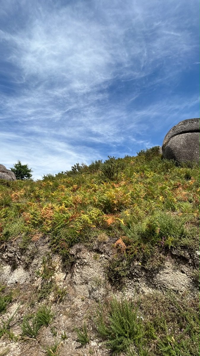 Slope of ferns and granite at the top of the upper land