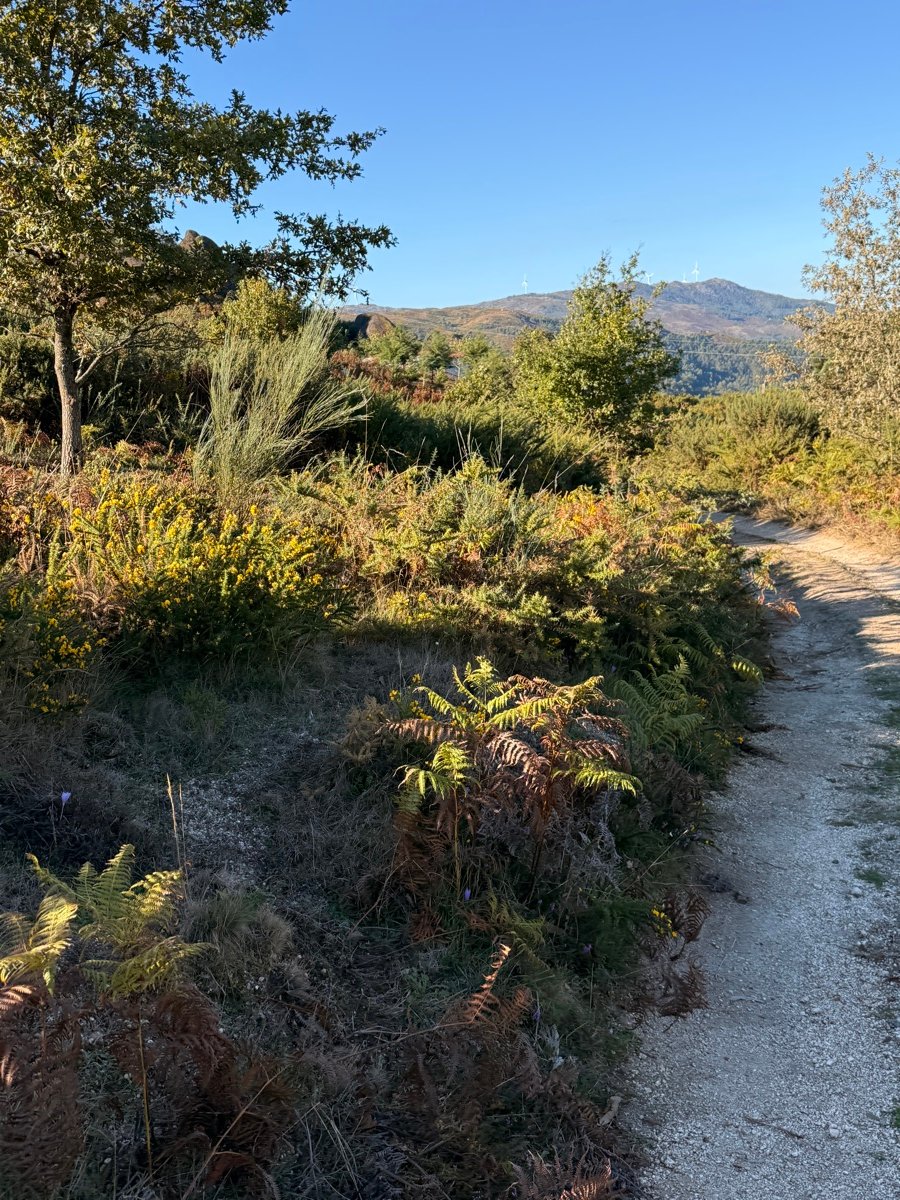 Native vegetation and ferns with the mountains beyond, on the property