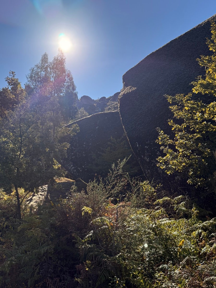 Granite rock among the vegetation of the property